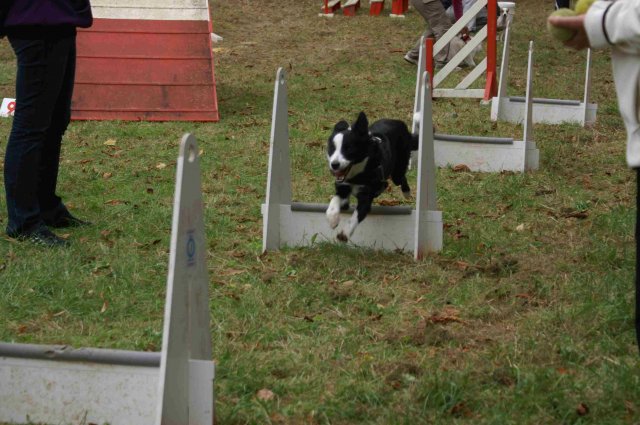 foire-haricots 2011-09-17et18